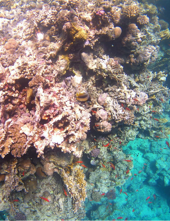 Sport & Freizeit Pickalbatros Palace Hotel-Port Ghalib