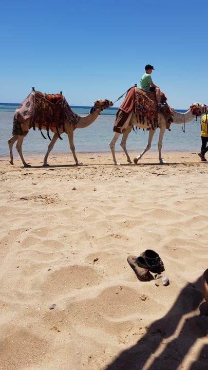 Strand Shams Prestige Abu Soma-Adults Only