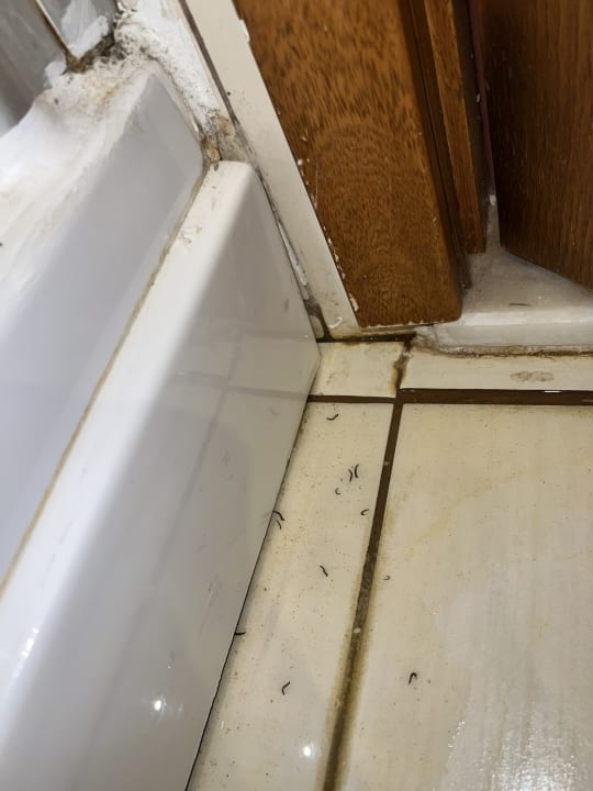 Zimmer Asteria Family Belek