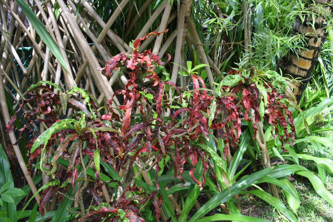 Die Flora von Kuramathi Kuramathi Maldives