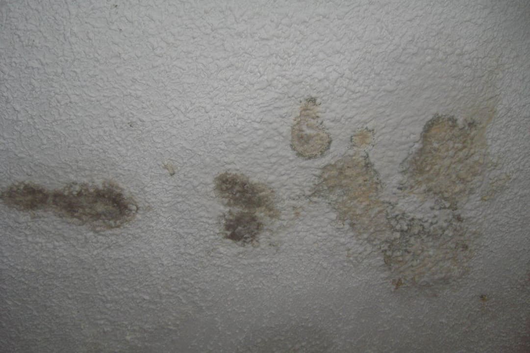 Schimmel Aubamar Bali