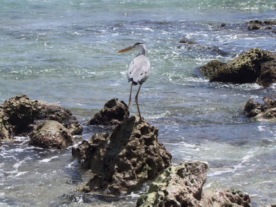 Stilleben Cinnamon Dhonveli Maldives