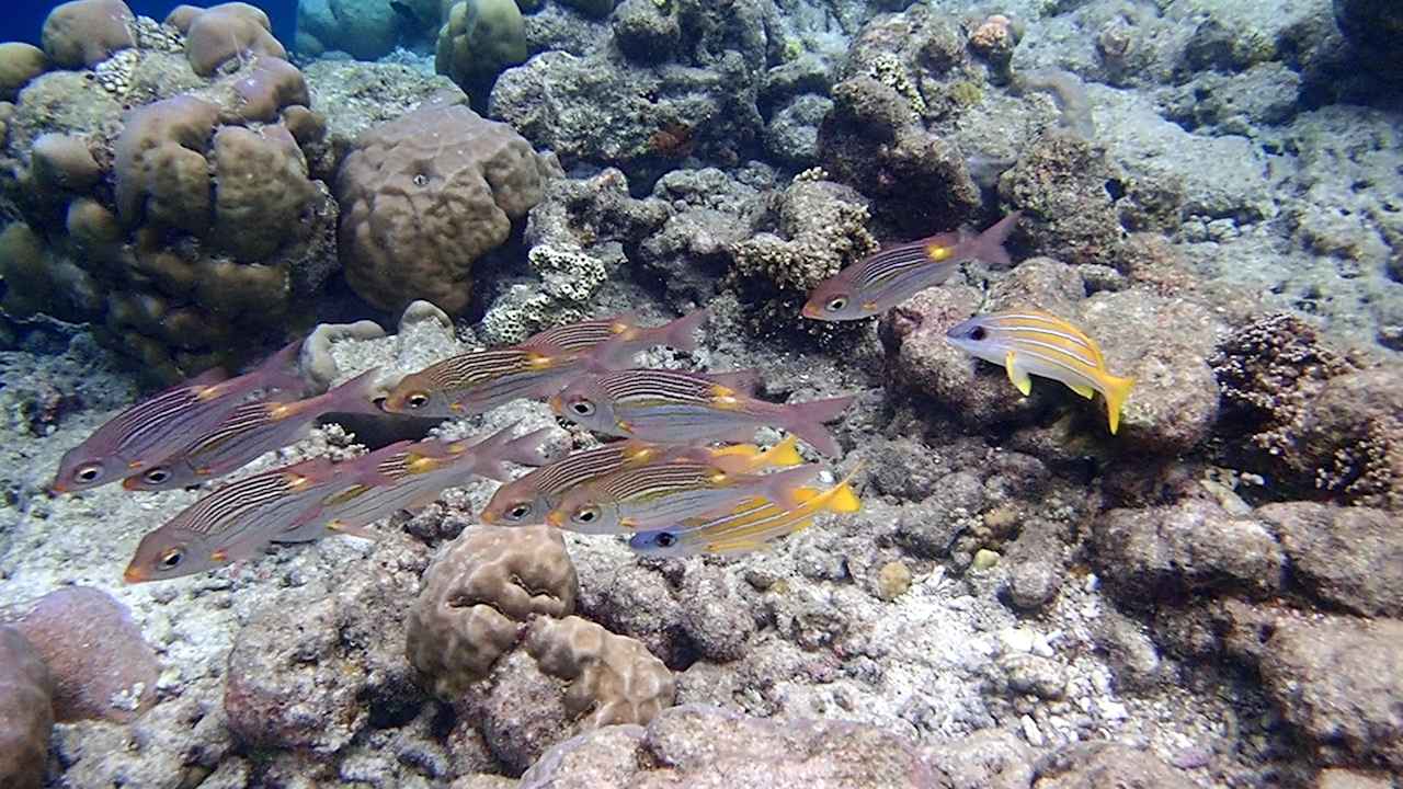 Sonstiges Vilamendhoo Island Resort & Spa