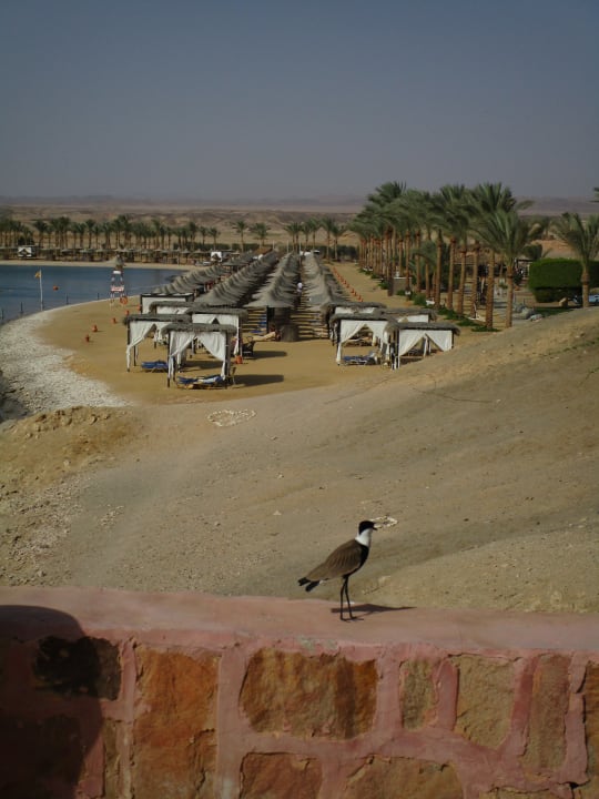 Strand Steigenberger Coraya Beach - Adults only