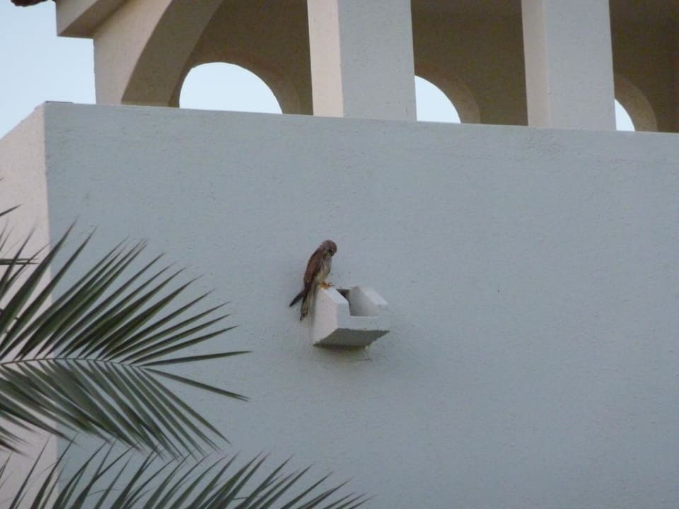  Falke Pickalbatros Dana Beach Resort - Hurghada