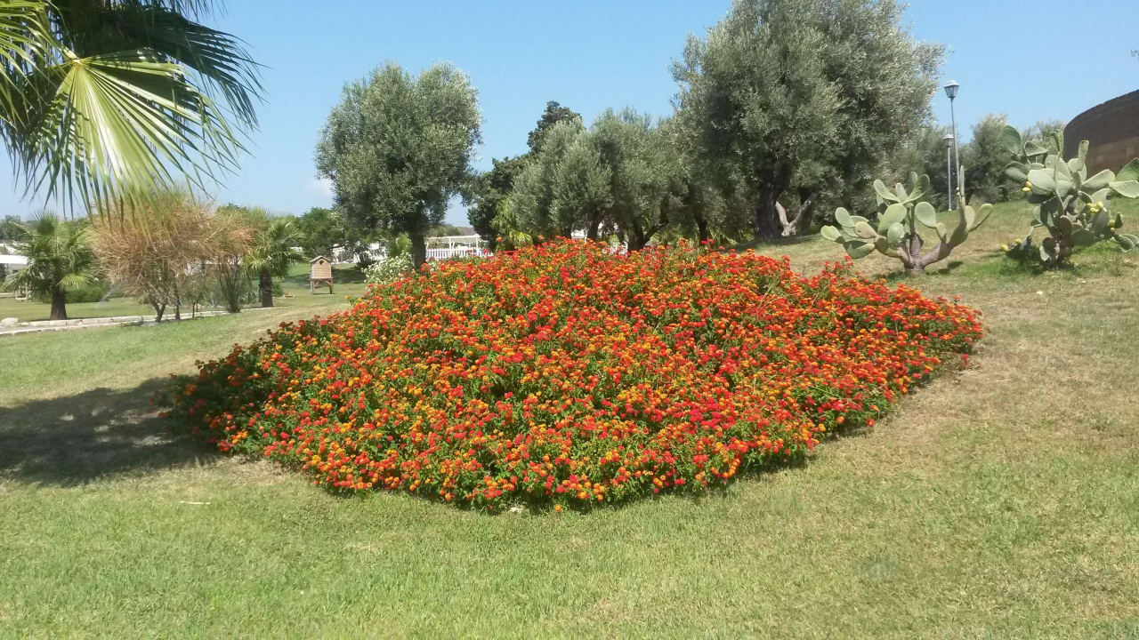 Ein Blumenmeer Club Esse Sunbeach