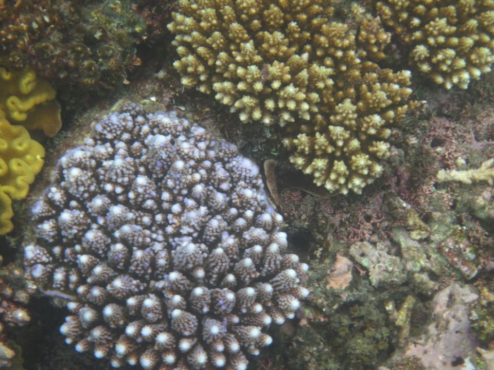 Schnorcheln am Hausriff Hotel Matamanoa Island Resort