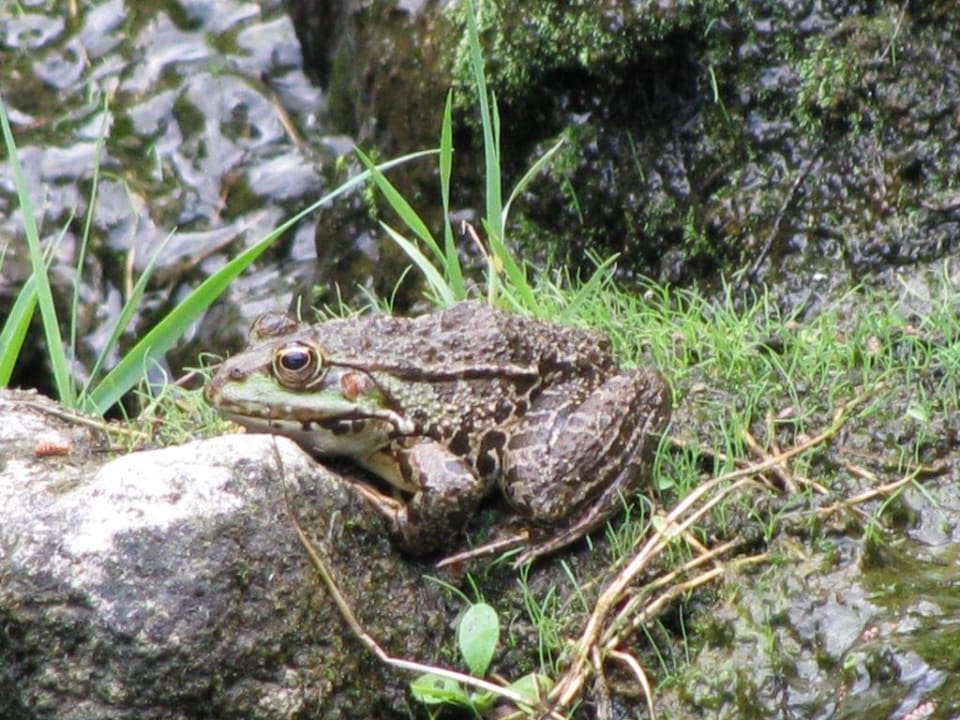 Teichbewohner Hotel Geranion Village