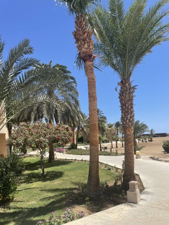 Gartenanlage Shams Alam Beach Resort