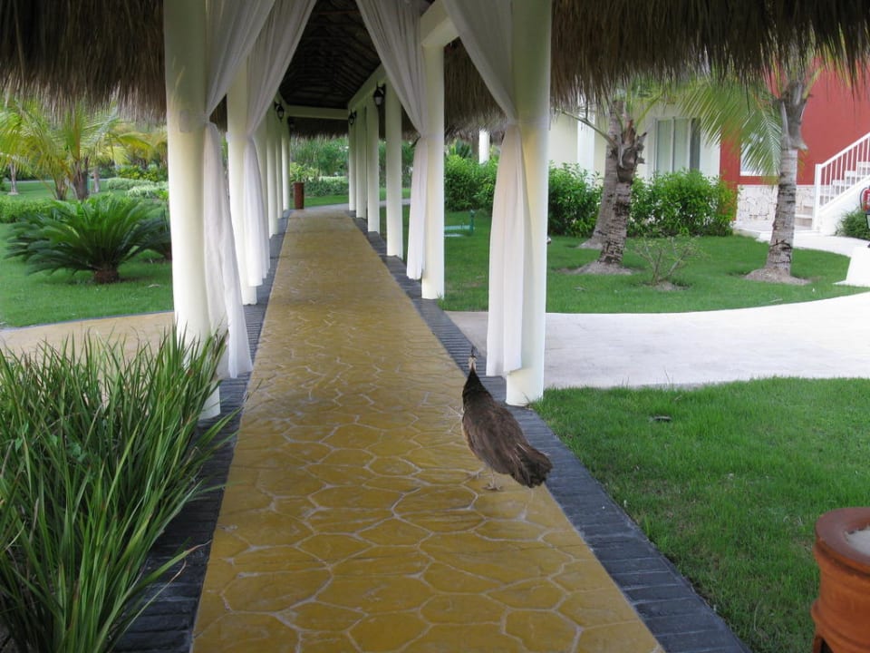 Wege (überdacht) mit freien Tieren TRS Turquesa Hotel - Adults only