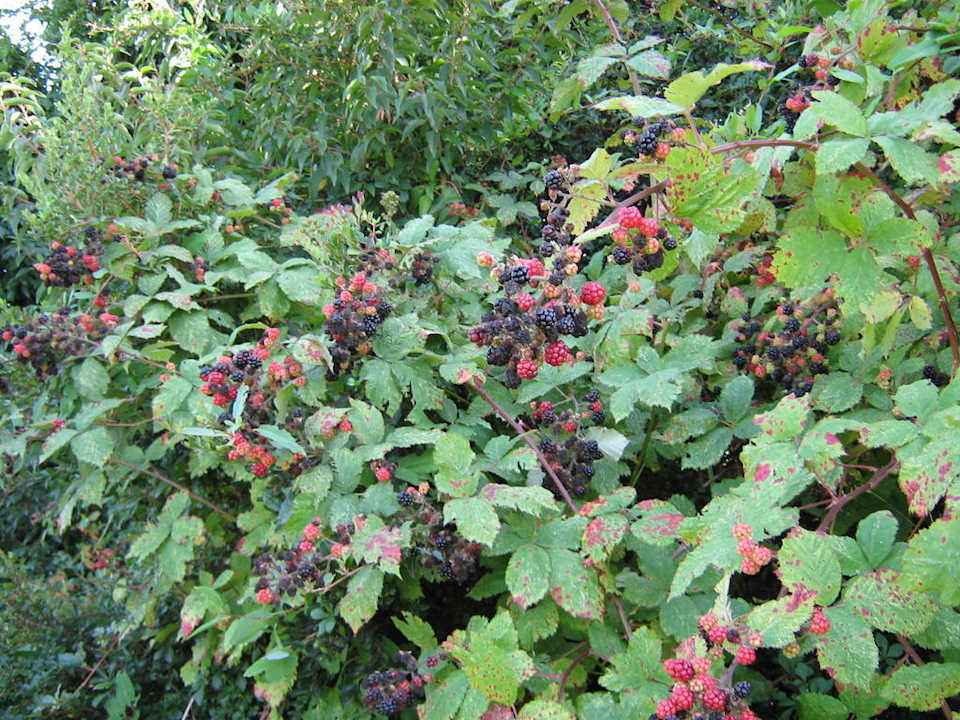 Ежевика в саду отеля. Hotel Termas de Puyehue