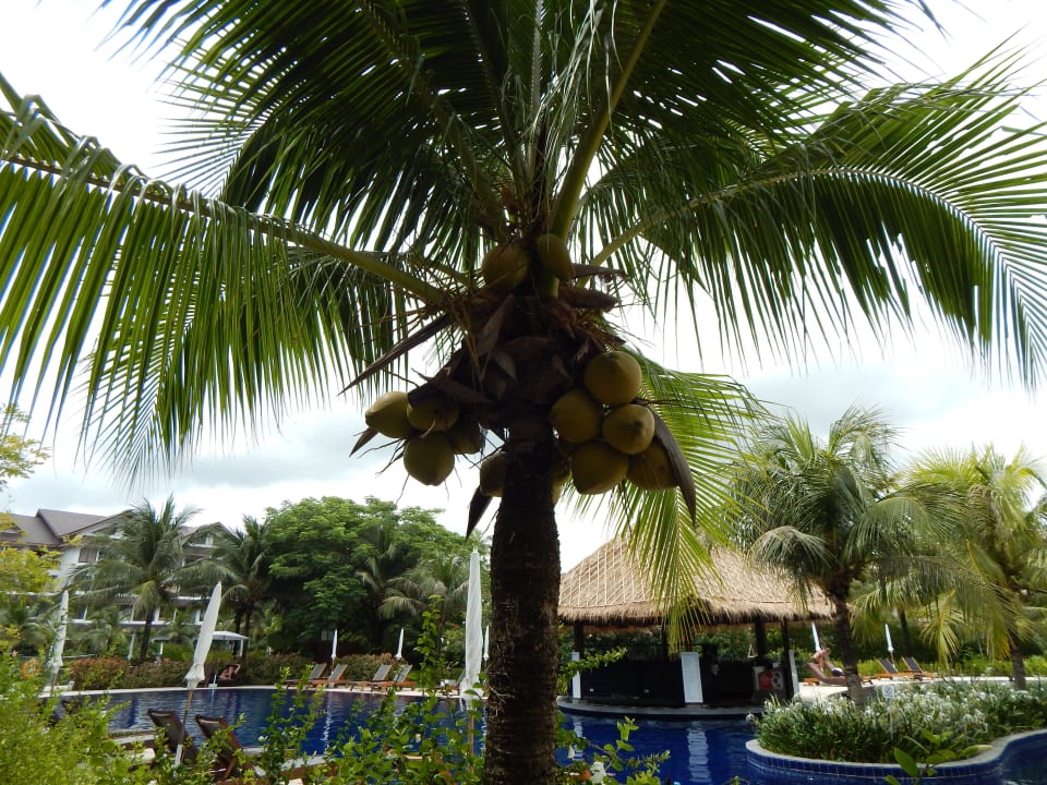 Frische Kokosnüsse Sunprime Kamala Beach