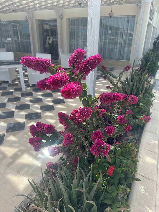 Gartenanlage Gravity Hotel & Aqua Park Hurghada