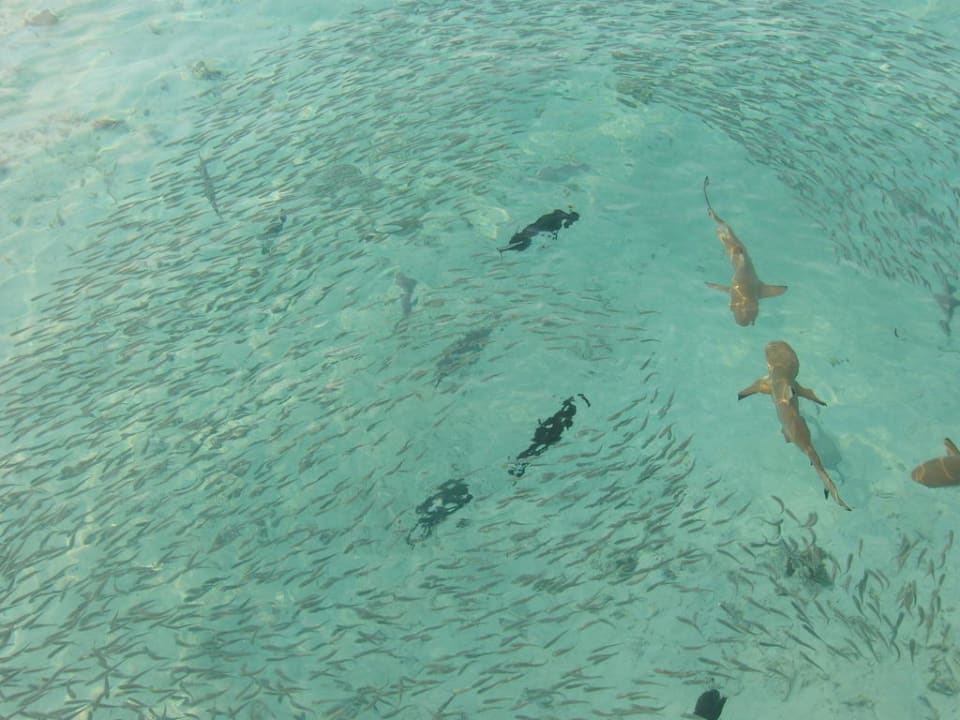 Morgendliche Besucher vor der Terrasse Meeru Maldives Resort Island