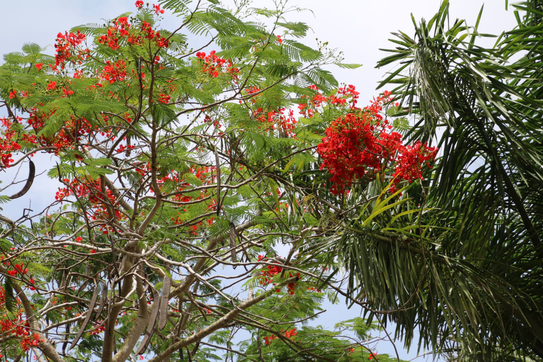 Gartenanlage Hotel Viva Dominicus Palace by Wyndham-All Inclusive Resort