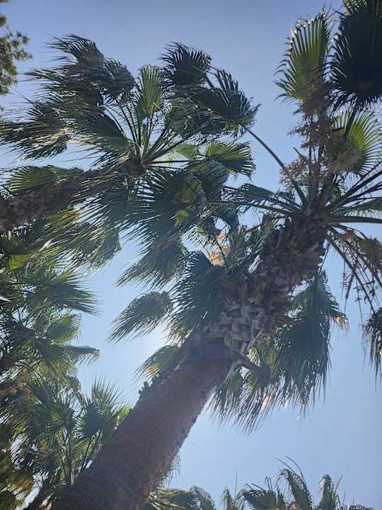 Gartenanlage Terrace Elite Resort