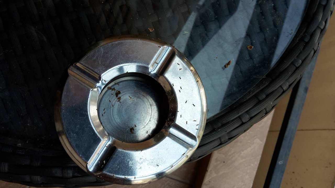 Balkon mit Ameisenn überall Hotel Honey Inn