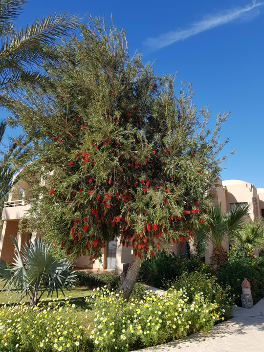 Gartenanlage Shams Alam Beach Resort