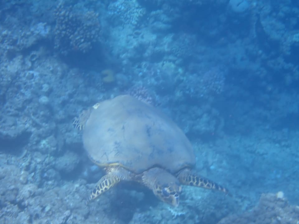 Sport & Freizeit Three Corners Equinox Beach Resort