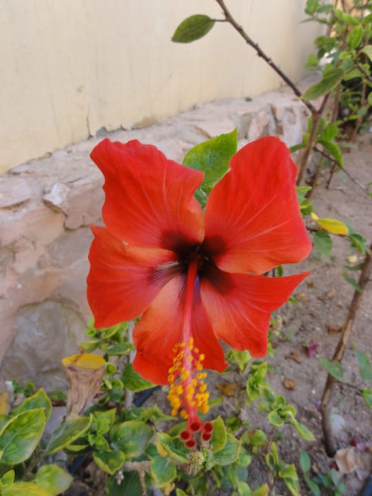 Schöne Blume Steigenberger Coraya Beach - Adults only