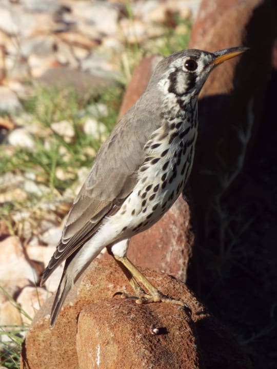 Afrikanische Drossel Palmwag Lodge