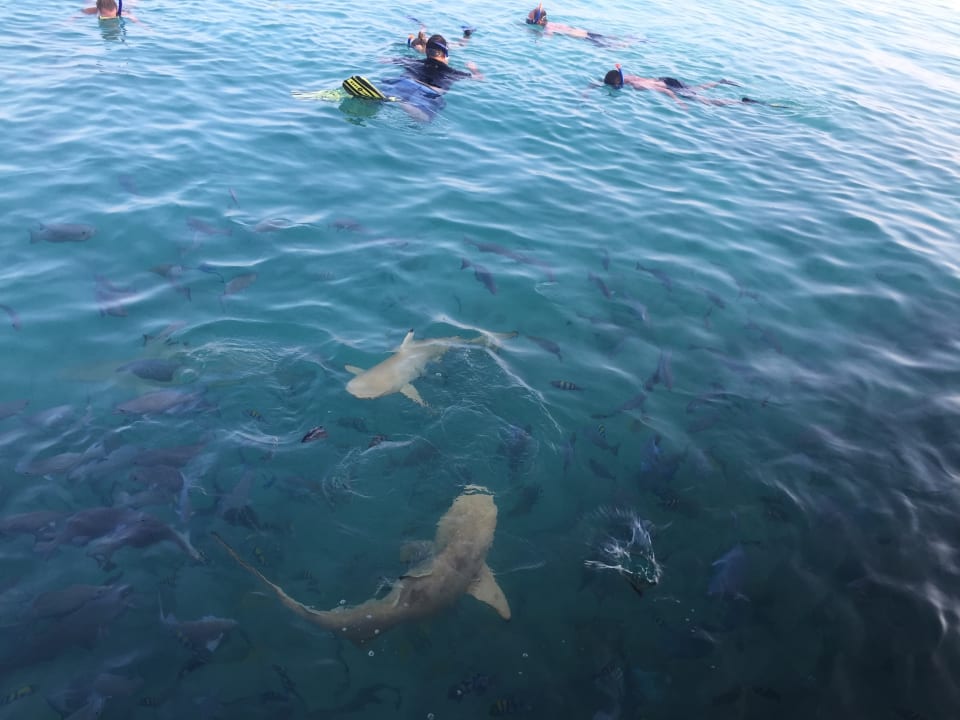 Sport & Freizeit Summer Island Maldives