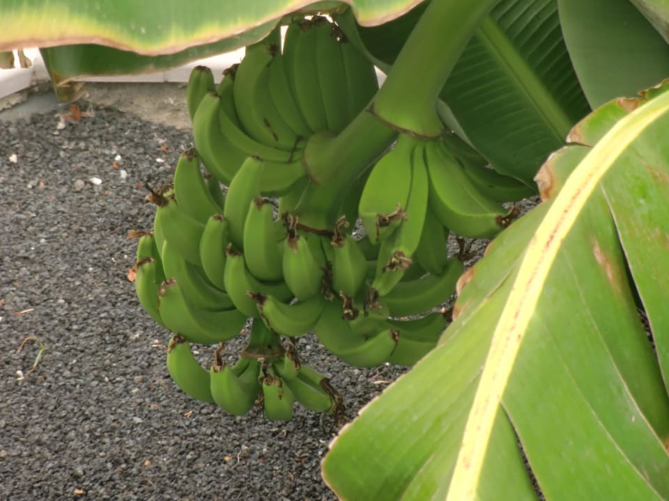 Bananenstaude auf der Gartenanlage Hotel Las Costas