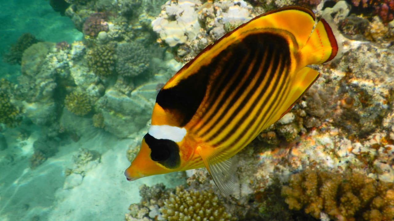 Sport & Freizeit Three Corners Equinox Beach Resort