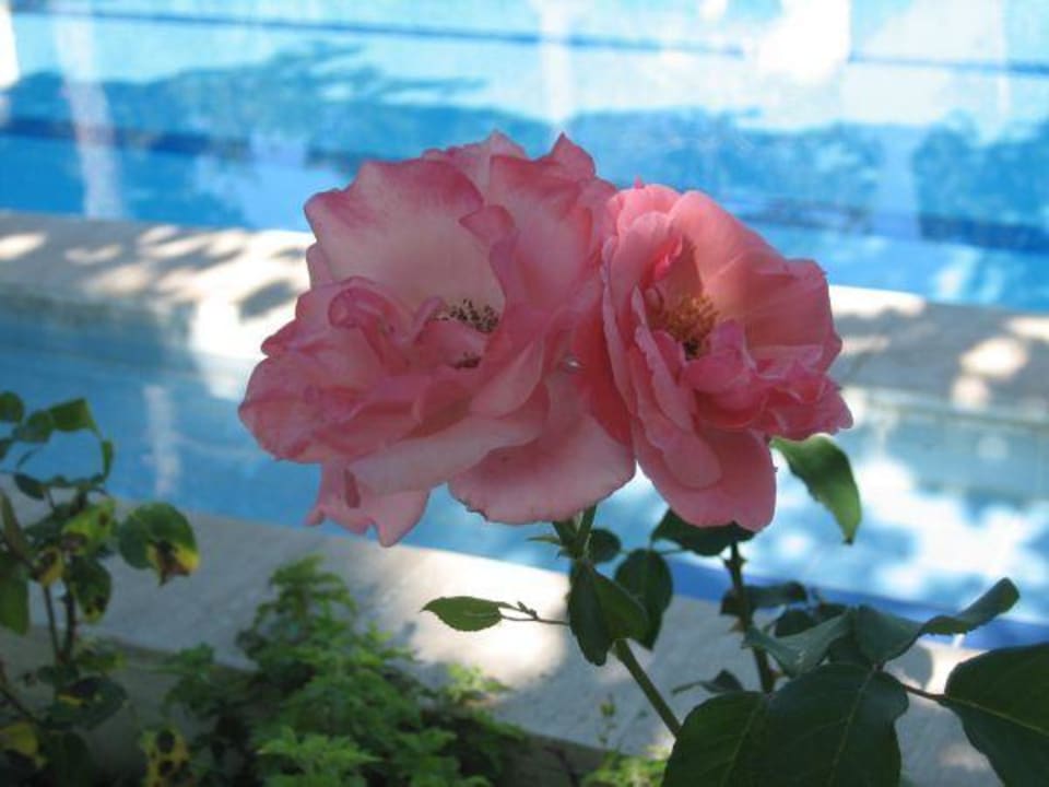 Blumenvielfalt Hotel Mari