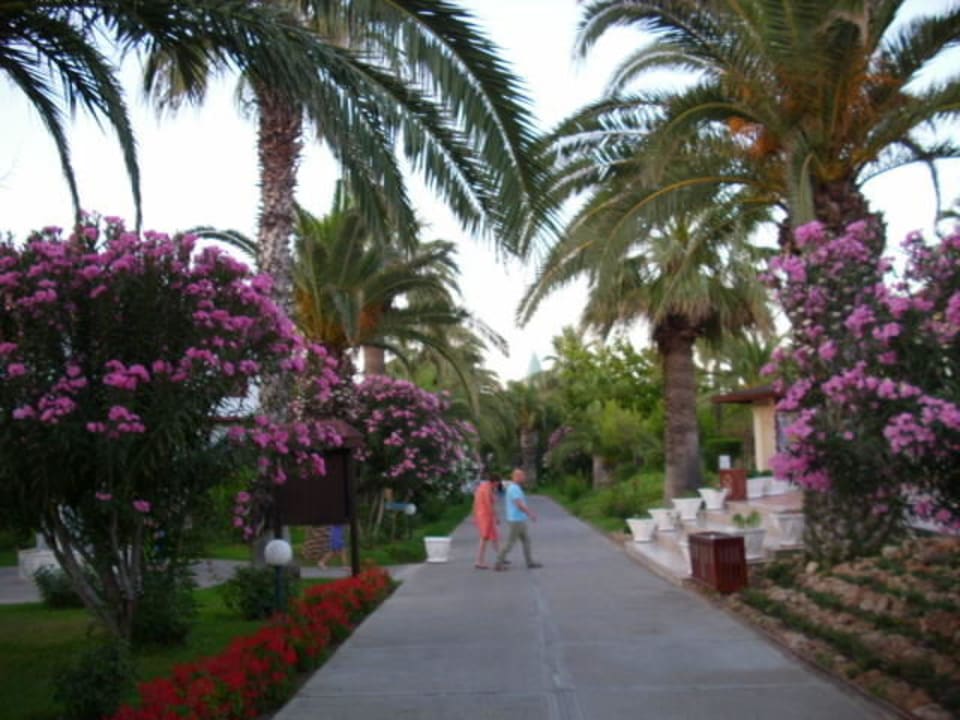 Die gesamte Anlage ist sehr gepflegt Ali Bey Club