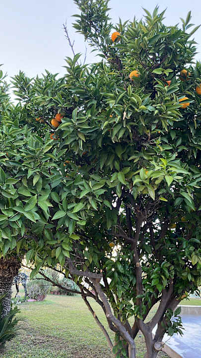 Gartenanlage Hotel Grand Ring