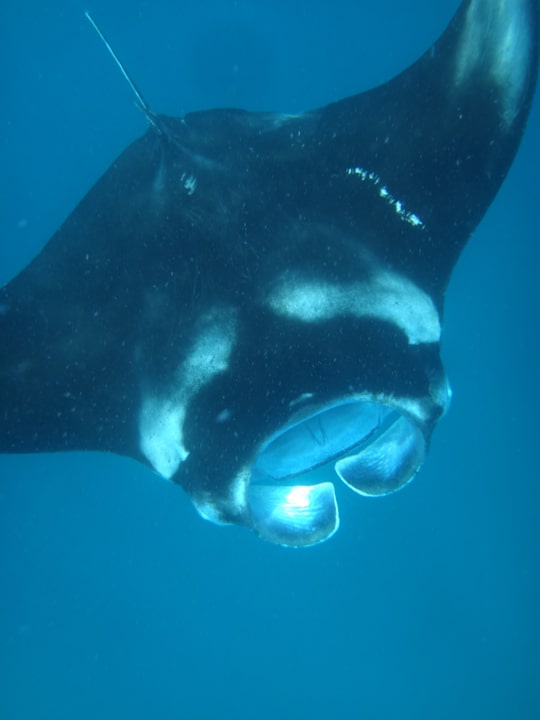 Sport & Freizeit NH Collection Maldives Reethi Resort