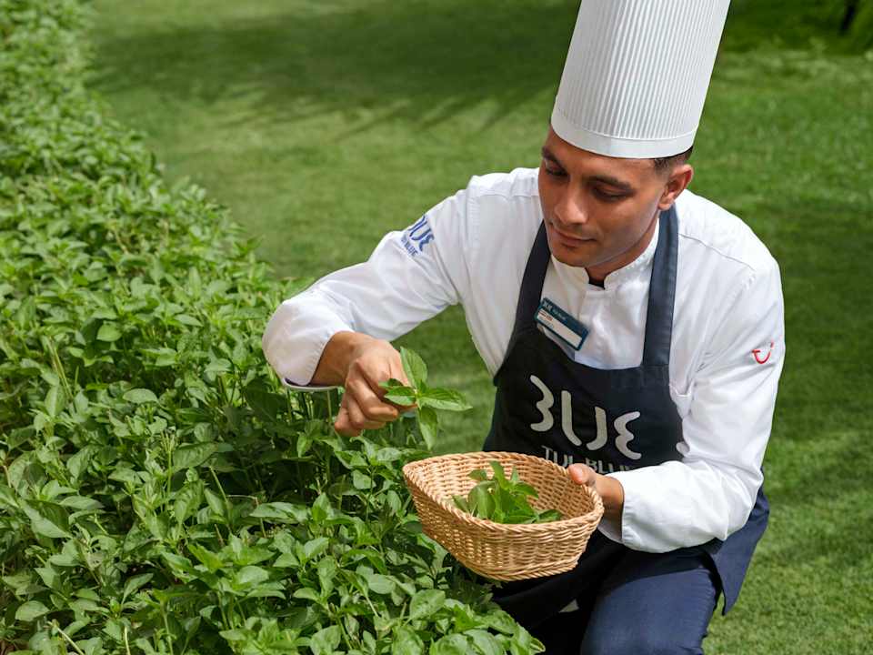 Gartenanlage TUI BLUE Samaya