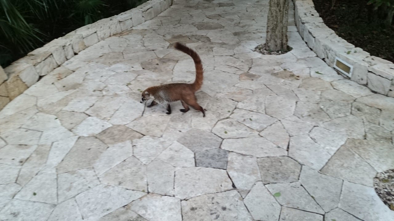 Gleich am ersten Tage Begrüßung durch Nasenbären Catalonia Royal Tulum Beach & Spa Resort - Adults only