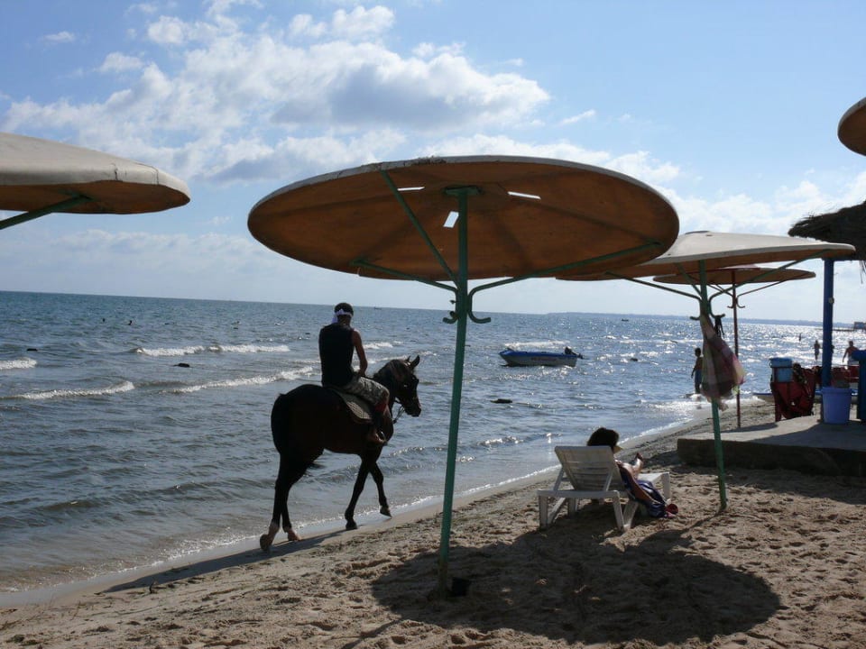 Strandritt Hotel El Mouradi Skanes Beach