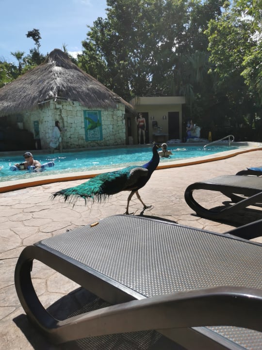 Pool Sandos Caracol Eco Resort