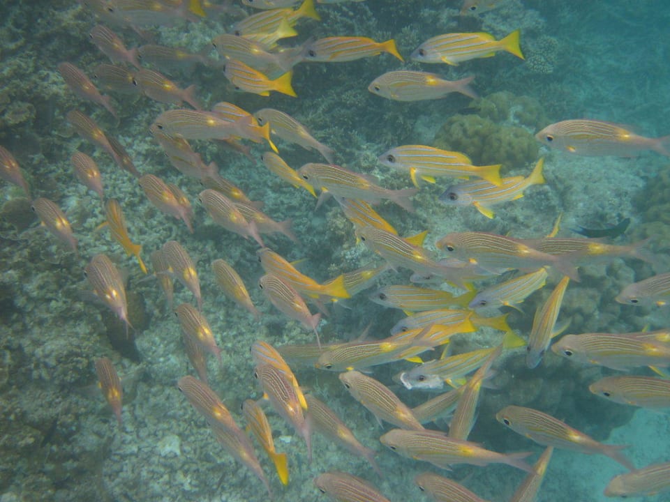 Schwarm Veligandu Maldives Resort Island