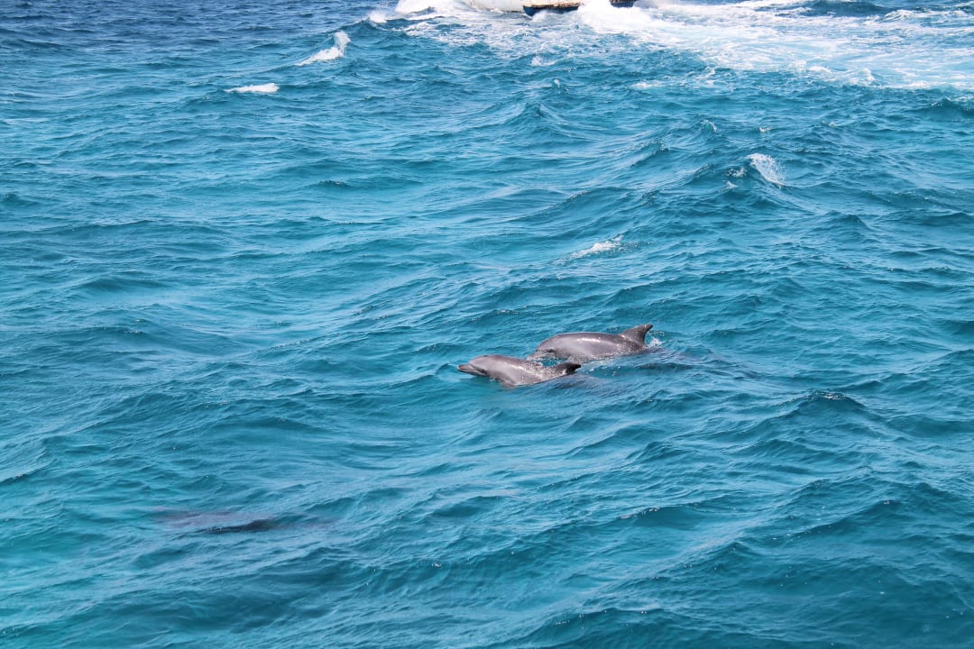 Экскурсия на Эль-Гуну Дельфинья бухта  Stella Garden Resort & Spa, Makadi Bay