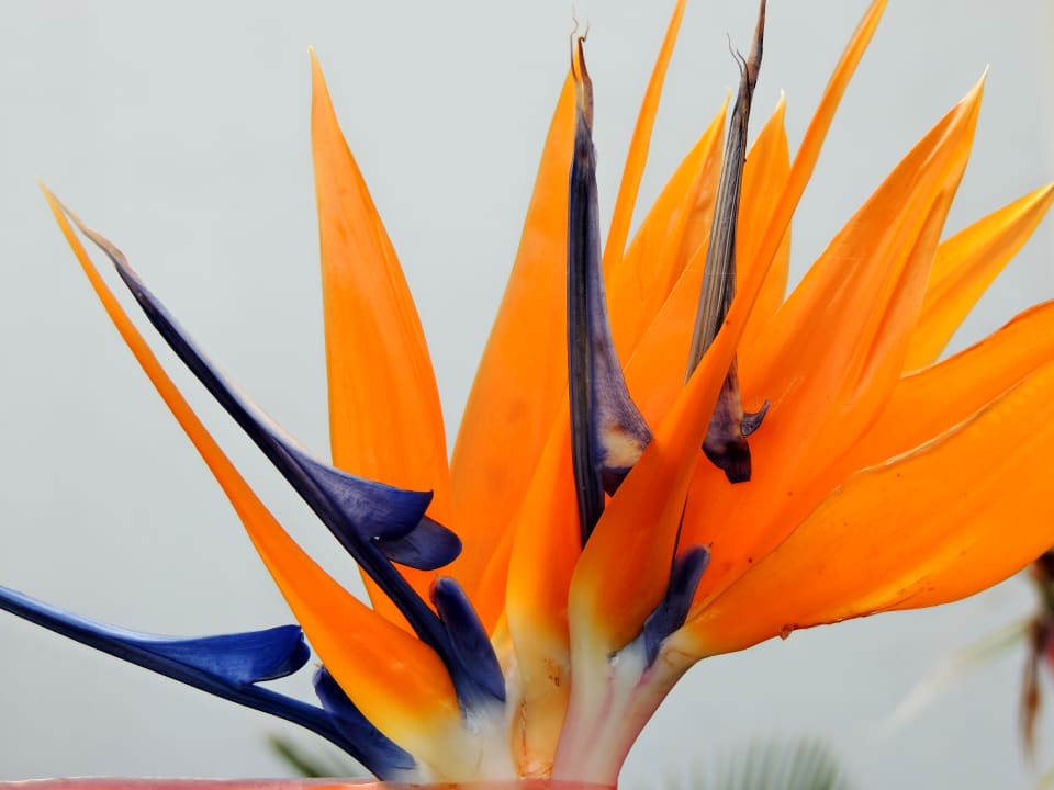 Gartenanlage Hotel Terme Royal Palm