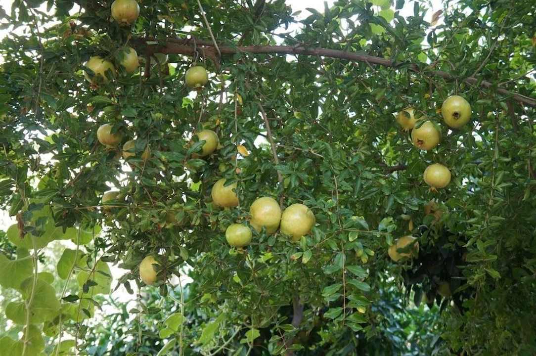 Granatäpfel Yaka Hotel Hotel Yaka