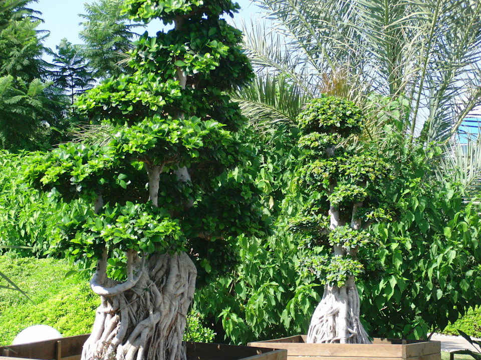 Gartenanlage Concorde De Luxe Resort