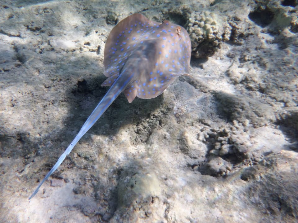 Strand Grand Waterworld Makadi & Family Star Makadi