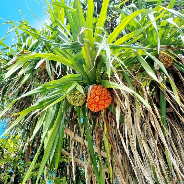 Gartenanlage Hondaafushi Island Resort