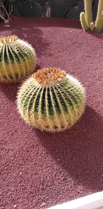 Gartenanlage Hotel Grand Teguise Playa