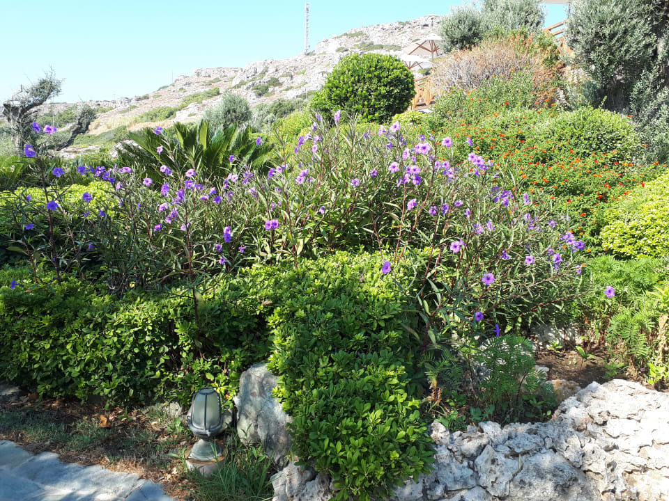 Gartenanlage Hotel Kalithea Horizon Royal