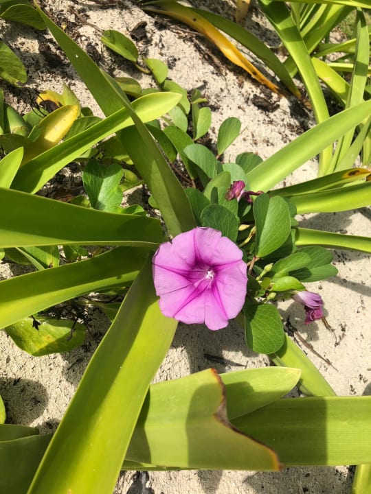 Gartenanlage Akumal Bay Beach & Wellness Resort