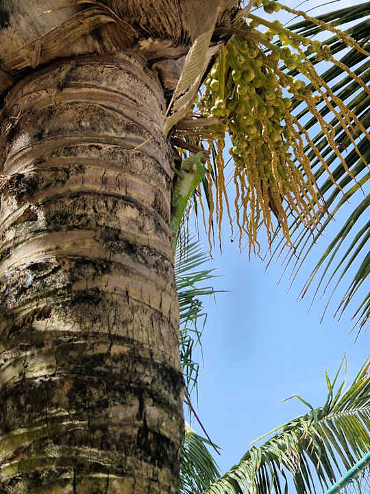Gartenanlage Hotel Riu Sri Lanka