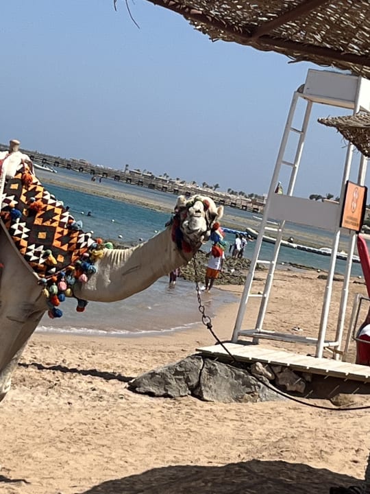Strand Jaz Makadi Oasis Resort