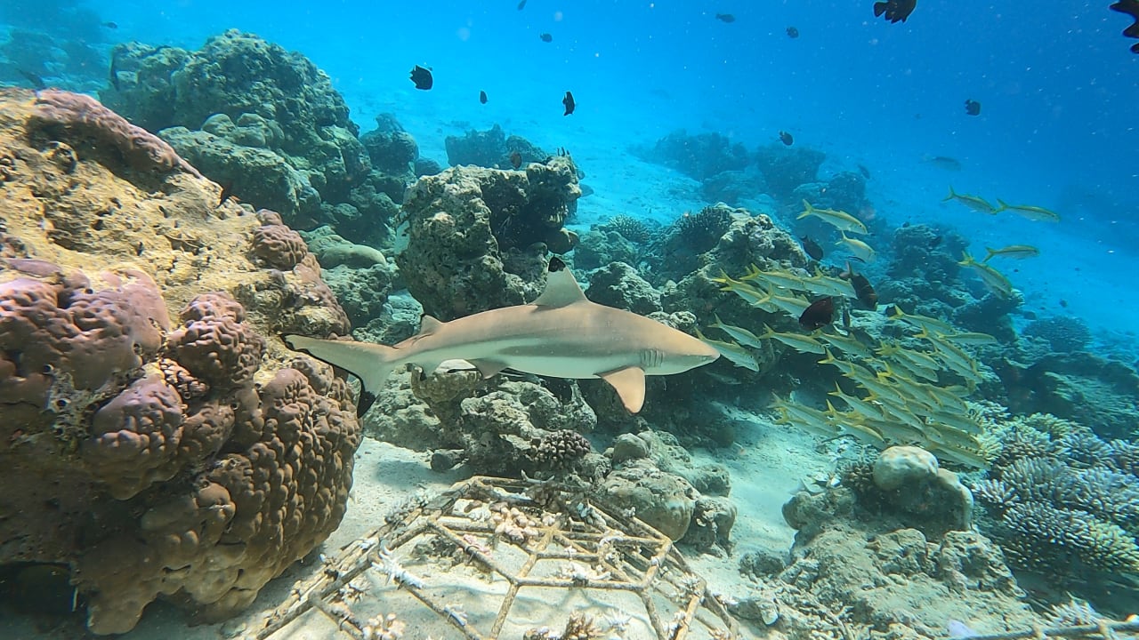 Sport & Freizeit Constance Moofushi Maldives