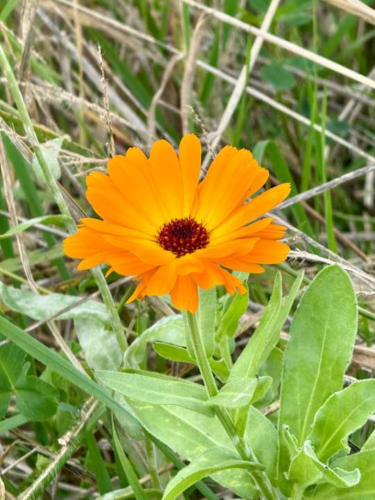 Gartenanlage Der Birkenhof - Spa & Genuss Resort
